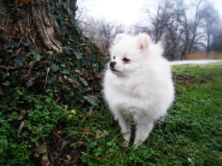 Прикачена снимка