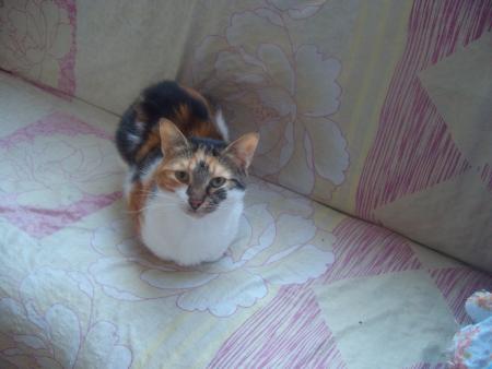 Прикачена снимка