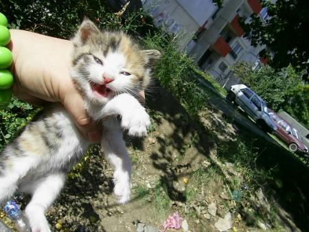 Прикачена снимка
