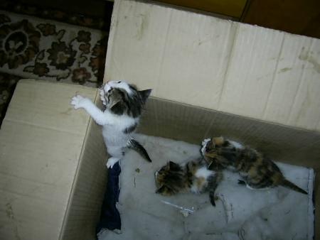 Прикачена снимка