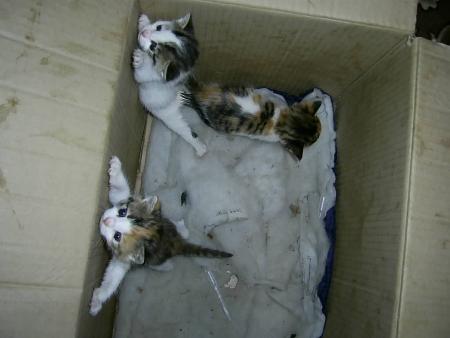 Прикачена снимка
