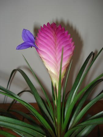 Прикачена снимка