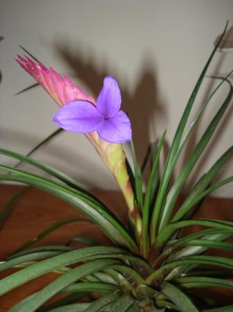 Прикачена снимка