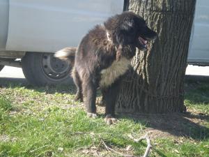 Прикачена снимка