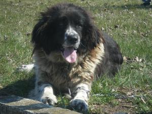 Прикачена снимка