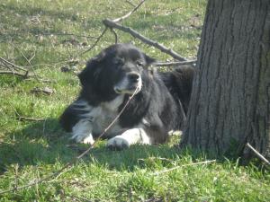 Прикачена снимка