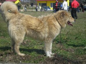 Прикачена снимка