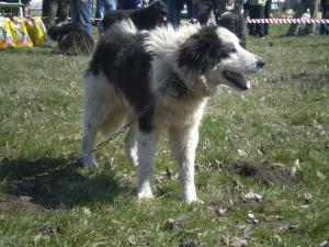 Прикачена снимка