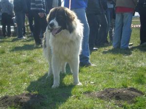 Прикачена снимка