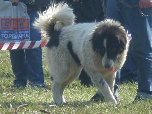 Прикачена снимка