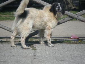 Прикачена снимка