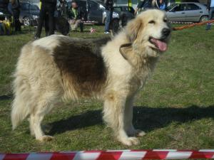 Прикачена снимка