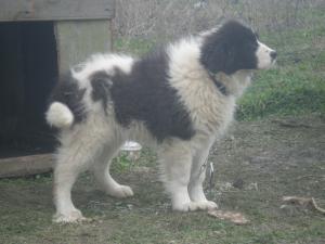 Прикачена снимка