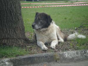 Прикачена снимка