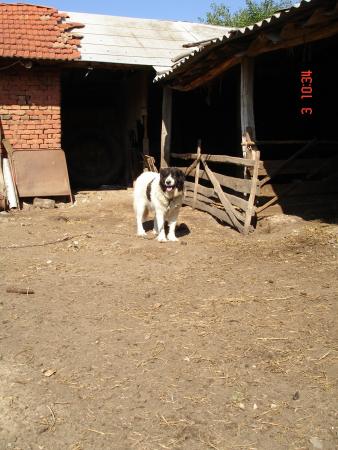 Прикачена снимка
