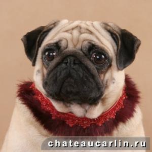 Прикачена снимка