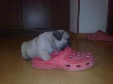 Прикачена снимка