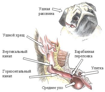 Прикачена снимка