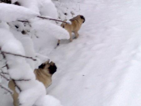 Прикачена снимка
