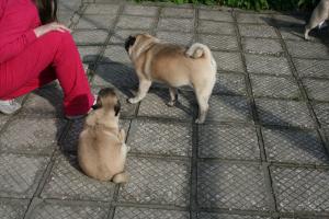 Прикачена снимка