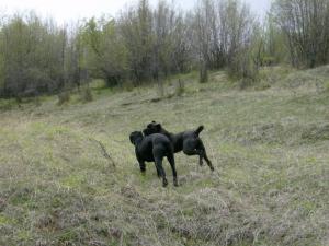 Прикачена снимка
