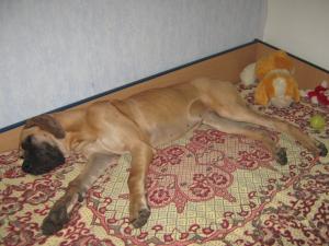 Прикачена снимка