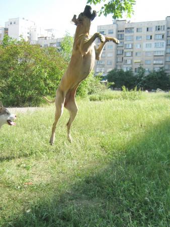 Прикачена снимка