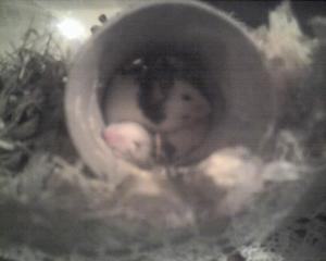 Прикачена снимка