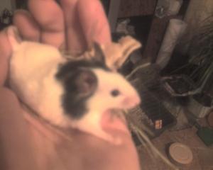 Прикачена снимка