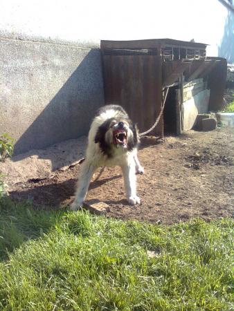 Прикачена снимка