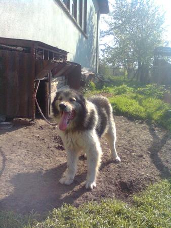 Прикачена снимка