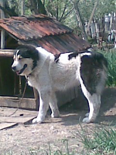 Прикачена снимка