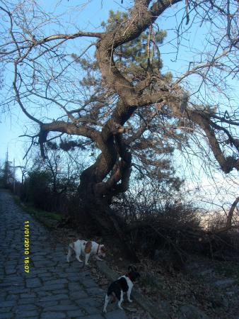 Прикачена снимка