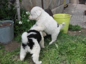 Прикачена снимка