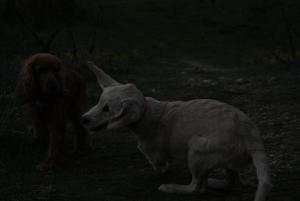 Прикачена снимка