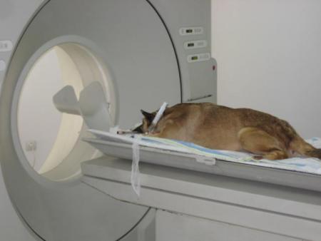 Прикачена снимка