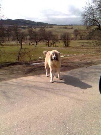 Прикачена снимка