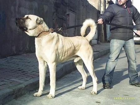 Прикачена снимка