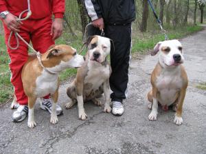 Прикачена снимка