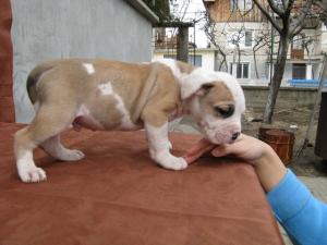 Прикачена снимка