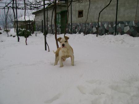 Прикачена снимка