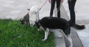 Прикачена снимка