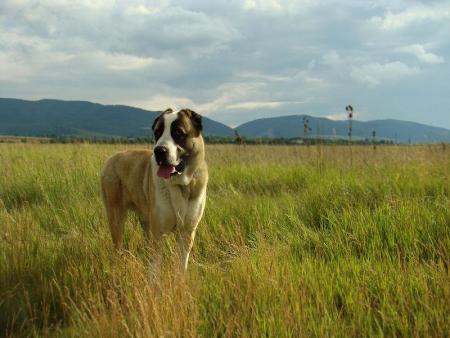 Прикачена снимка