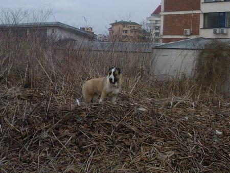 Прикачена снимка