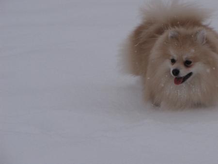 Прикачена снимка