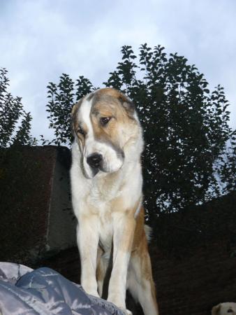 Прикачена снимка