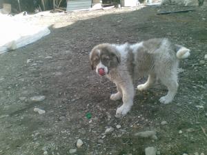 Прикачена снимка