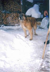 Прикачена снимка