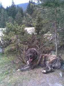 Прикачена снимка