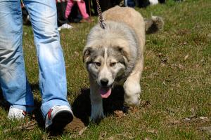 Прикачена снимка